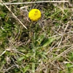 Craspedia variabilis at Paddys River, ACT - suppressed