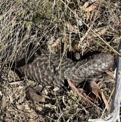 Tiliqua rugosa (Shingleback Lizard) at Bungendore, NSW - 24 Sep 2023 by yellowboxwoodland