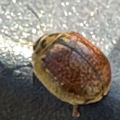 Paropsisterna cloelia at Bungendore, NSW - suppressed