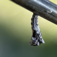 Hypertrophidae sp. (family) (Unidentified Twig Moth) at Mount Ainslie to Black Mountain - 24 Sep 2023 by Hejor1