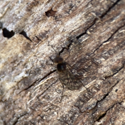 Sylvicola (genus) (A wood gnat) at Campbell, ACT - 24 Sep 2023 by Hejor1