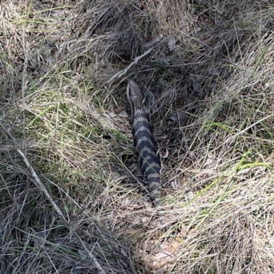 Tiliqua scincoides scincoides (Eastern Blue-tongue) at Campbell, ACT - 24 Sep 2023 by Hejor1