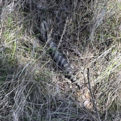 Tiliqua scincoides scincoides at Campbell, ACT - 24 Sep 2023