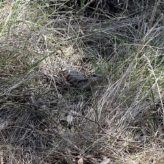 Tiliqua scincoides scincoides at Campbell, ACT - 24 Sep 2023