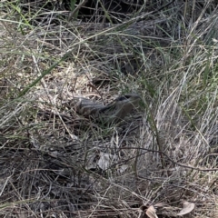 Tiliqua scincoides scincoides at Campbell, ACT - 24 Sep 2023