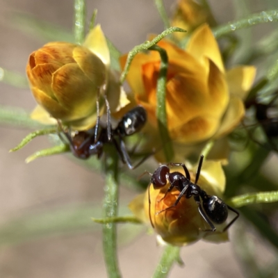 Iridomyrmex rufoniger (Tufted Tyrant Ant) at Mount Ainslie to Black Mountain - 24 Sep 2023 by Hejor1