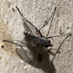 Senostoma sp. (genus) (A parasitoid tachinid fly) at Campbell, ACT - 24 Sep 2023 by Hejor1