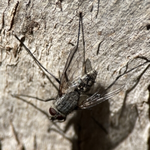 Senostoma sp. (genus) at Campbell, ACT - 24 Sep 2023 12:47 PM