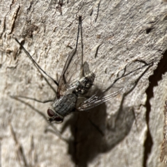 Senostoma sp. (genus) at Campbell, ACT - 24 Sep 2023 12:47 PM