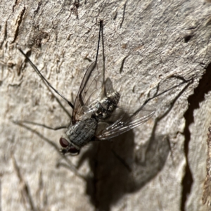 Senostoma sp. (genus) at Campbell, ACT - 24 Sep 2023 12:47 PM