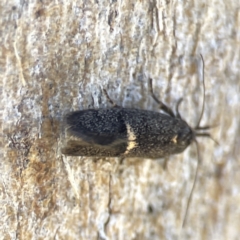 Leistomorpha brontoscopa (A concealer moth) at Mount Ainslie to Black Mountain - 24 Sep 2023 by Hejor1