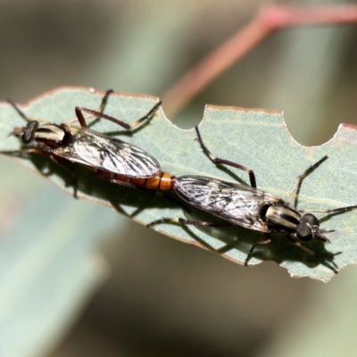 Ectinorhynchus sp. (genus) (A Stiletto Fly) at Mount Ainslie to Black Mountain - 24 Sep 2023 by Hejor1