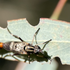 Ectinorhynchus sp. (genus) at Campbell, ACT - 24 Sep 2023