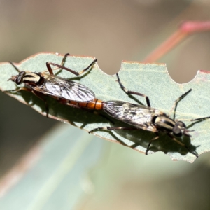 Ectinorhynchus sp. (genus) at Campbell, ACT - 24 Sep 2023