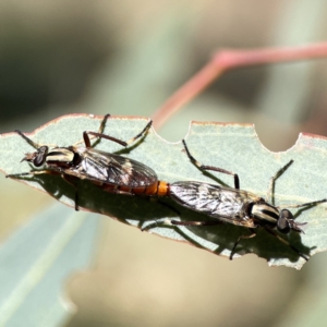 Ectinorhynchus sp. (genus) at Campbell, ACT - 24 Sep 2023