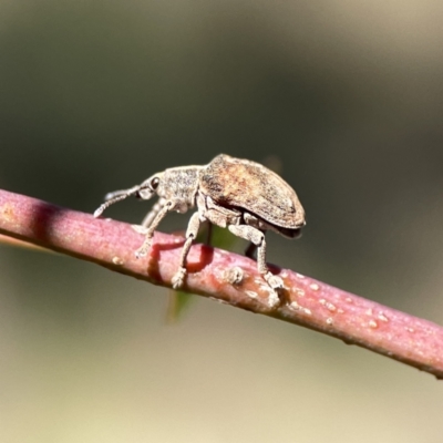 Gonipterus sp. (genus) (Eucalyptus Weevil) at Campbell, ACT - 24 Sep 2023 by Hejor1