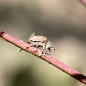 Gonipterus sp. (genus) at Campbell, ACT - 24 Sep 2023