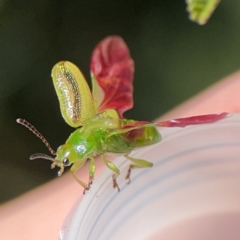 Calomela juncta (Leaf beetle) at Mount Ainslie to Black Mountain - 24 Sep 2023 by Hejor1