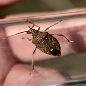 Poecilometis strigatus at Campbell, ACT - 24 Sep 2023 02:18 PM