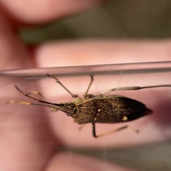 Poecilometis strigatus at Campbell, ACT - 24 Sep 2023