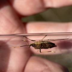 Poecilometis strigatus at Campbell, ACT - 24 Sep 2023 02:18 PM