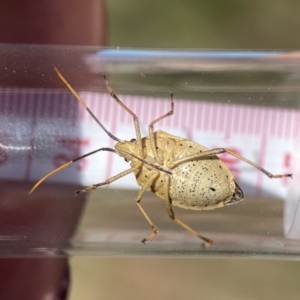 Poecilometis strigatus at Campbell, ACT - 24 Sep 2023 02:18 PM