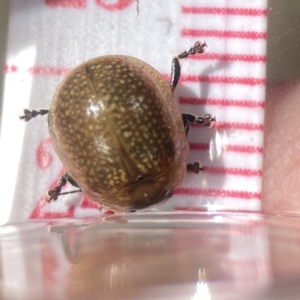 Paropsisterna cloelia at Campbell, ACT - 24 Sep 2023