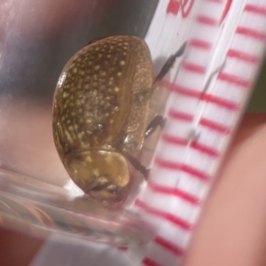 Paropsisterna cloelia at Campbell, ACT - 24 Sep 2023