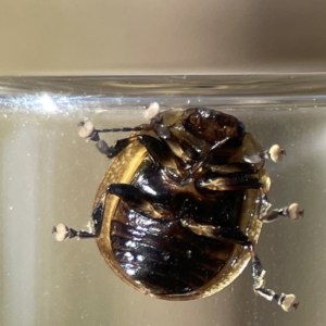 Paropsisterna cloelia at Campbell, ACT - 24 Sep 2023