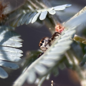 Opisthoncus sp. (genus) at Campbell, ACT - 24 Sep 2023