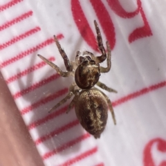 Opisthoncus sp. (genus) at Campbell, ACT - 24 Sep 2023 02:42 PM