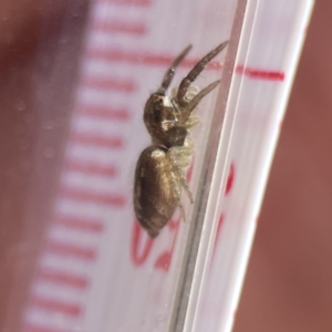 Opisthoncus sp. (genus) at Campbell, ACT - 24 Sep 2023 02:42 PM