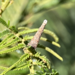 Conoeca or Lepidoscia (genera) IMMATURE at Campbell, ACT - 24 Sep 2023