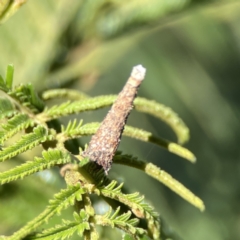 Conoeca or Lepidoscia (genera) IMMATURE at Campbell, ACT - 24 Sep 2023