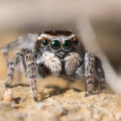Maratus proszynskii (Peacock spider) at Namadgi National Park - 23 Sep 2023 by patrickcox