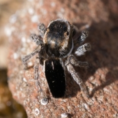 Maratus proszynskii at Rendezvous Creek, ACT - 23 Sep 2023