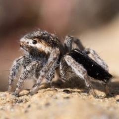 Maratus proszynskii at Rendezvous Creek, ACT - 23 Sep 2023 10:30 AM