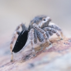 Maratus proszynskii at Rendezvous Creek, ACT - 23 Sep 2023