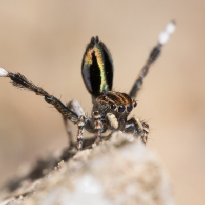 Maratus chrysomelas (Variable Peacock Spider) at Rendezvous Creek, ACT - 24 Sep 2023 by patrickcox