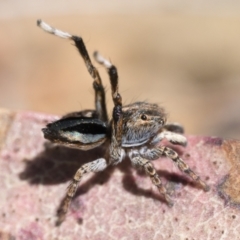 Maratus chrysomelas at Rendezvous Creek, ACT - 24 Sep 2023 10:30 AM