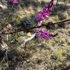 Indigofera australis subsp. australis (Australian Indigo) at Bungendore, NSW - 24 Sep 2023 by yellowboxwoodland