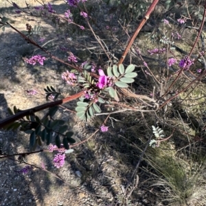 Indigofera australis subsp. australis at Bungendore, NSW - suppressed