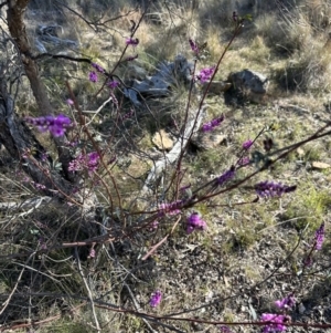 Indigofera australis subsp. australis at Bungendore, NSW - 24 Sep 2023