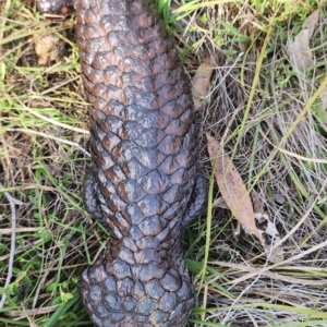 Tiliqua rugosa at Gundaroo, NSW - 13 Sep 2023