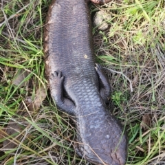 Tiliqua rugosa at Gundaroo, NSW - 13 Sep 2023