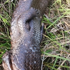 Tiliqua rugosa at Gundaroo, NSW - 13 Sep 2023 03:30 PM