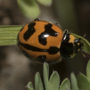 Coccinella transversalis at Higgins, ACT - 19 Sep 2023 12:01 PM