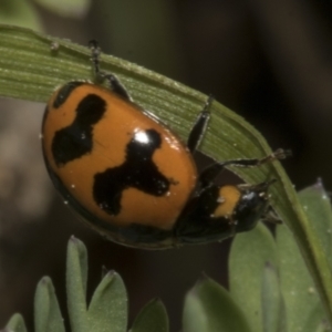 Coccinella transversalis at Higgins, ACT - 19 Sep 2023 12:01 PM