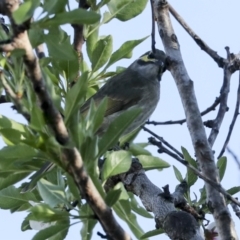 Caligavis chrysops (Yellow-faced Honeyeater) at Higgins, ACT - 15 Sep 2023 by AlisonMilton