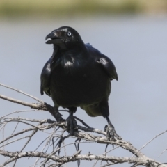 Corvus coronoides (Australian Raven) at Coombs Ponds - 20 Sep 2023 by AlisonMilton